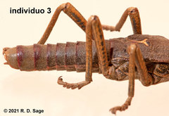 Agathemera millepunctata