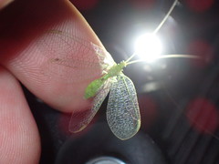 Leucochrysa floridana