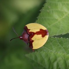 Paraselenis aulica