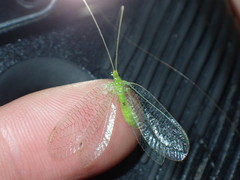 Leucochrysa floridana