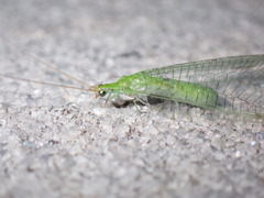 Leucochrysa floridana