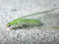 Leucochrysa floridana