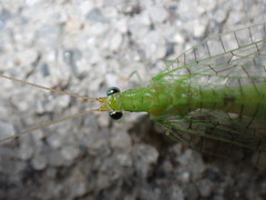 Leucochrysa floridana