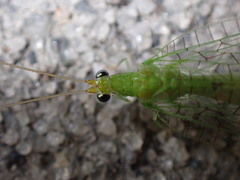 Leucochrysa floridana