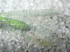 Leucochrysa floridana