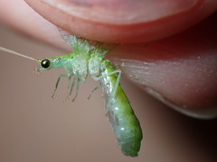 Leucochrysa floridana