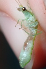 Leucochrysa floridana