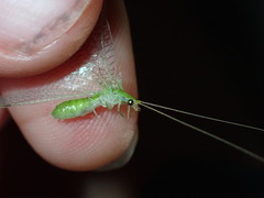Leucochrysa floridana