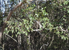 Searsia chirindensis