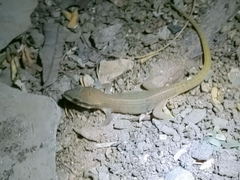 Dixonius melanostictus