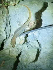 Dixonius melanostictus