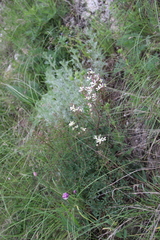 Clematis lathyrifolia