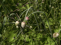 Allium pallasii