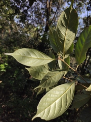 Lithocarpus glaber