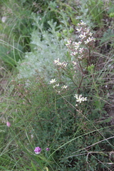Clematis lathyrifolia
