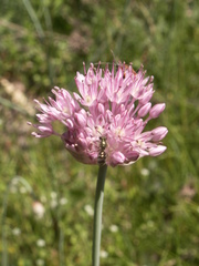 Allium pallasii