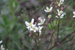 Clematis lathyrifolia