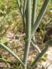 Allium pallasii