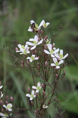 Clematis lathyrifolia