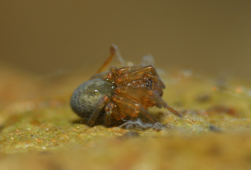 Erber's Lace-weaver