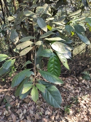 Lithocarpus glaber