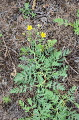 Sibbaldianthe orientalis