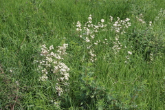 Clematis lathyrifolia
