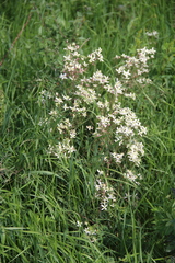 Clematis lathyrifolia