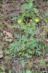 Sibbaldianthe orientalis