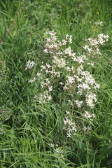 Clematis lathyrifolia
