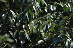 Lithocarpus glaber
