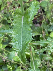 Sonchus asper image