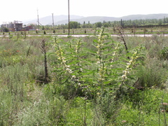 Astragalus sieversianus