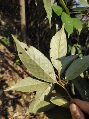 Lithocarpus glaber