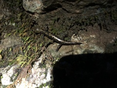 Plethodon petraeus