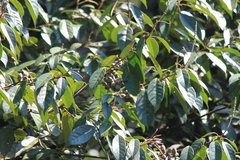 Lithocarpus glaber