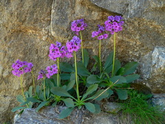 Primula latifolia