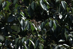 Lithocarpus glaber