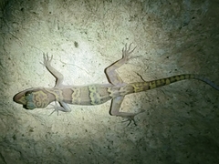 Cyrtodactylus chanhomeae