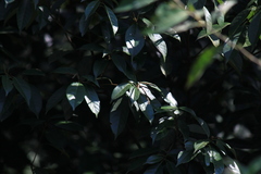 Lithocarpus glaber