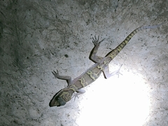 Cyrtodactylus chanhomeae
