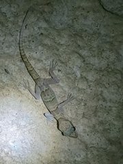 Cyrtodactylus chanhomeae