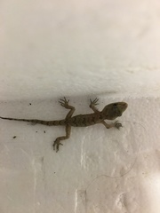 Mediodactylus danilewskii