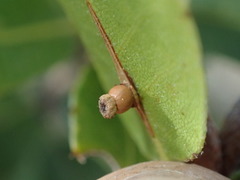 Callirhytis serricornis