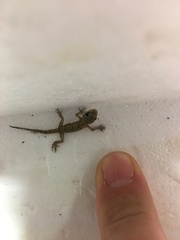 Mediodactylus danilewskii