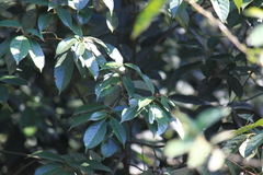 Lithocarpus glaber