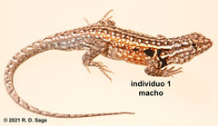 Liolaemus darwinii