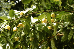 Porcelia steinbachii