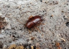 Parcoblatta virginica