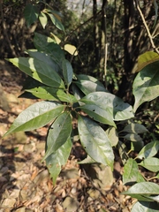 Lithocarpus glaber